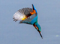 Eisvogel
